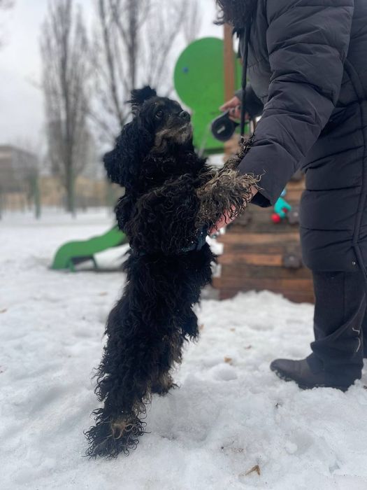 Кокер спаніель метіси