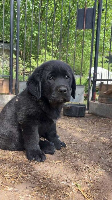 Śliczna czarna suczka Cane Corso