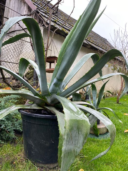 Вазон агава американська блакитна.