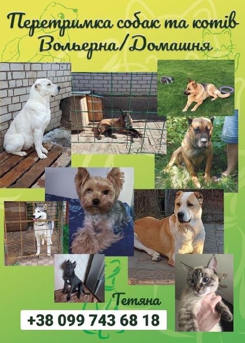 Передержка собак