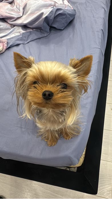 Вʼязка Міні Йорка