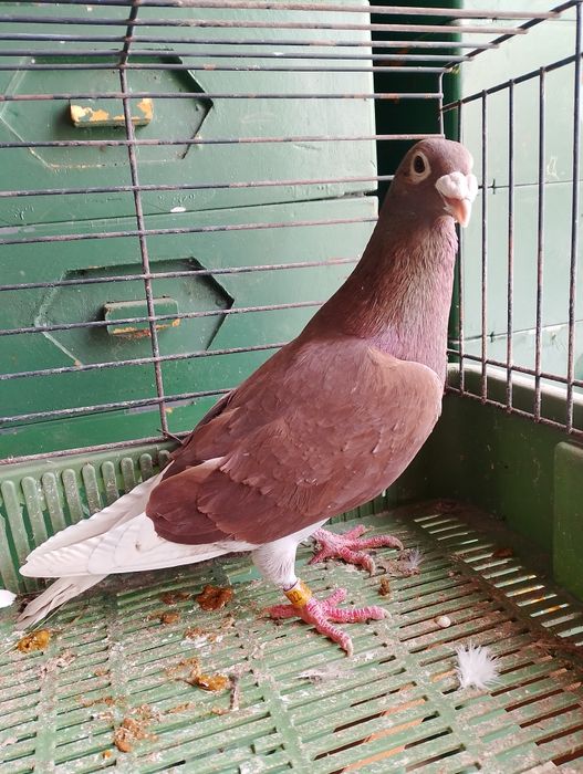 Sprzedam gołębie pocztowe para parzysta