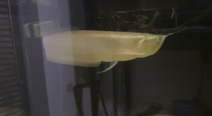 Arowana silver +40cm