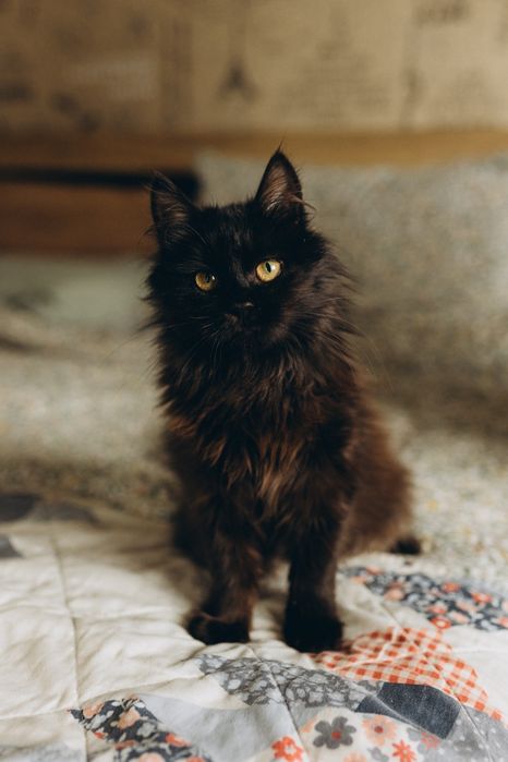 Кошеня чорно шоколадний хлопчик мальчик 5,5 місяців