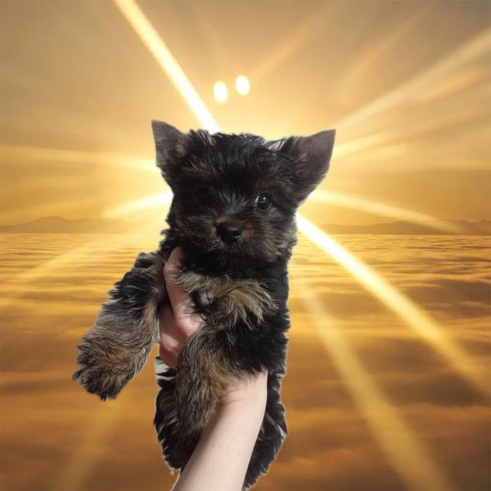 Прекрасивый Мальчик Йорик