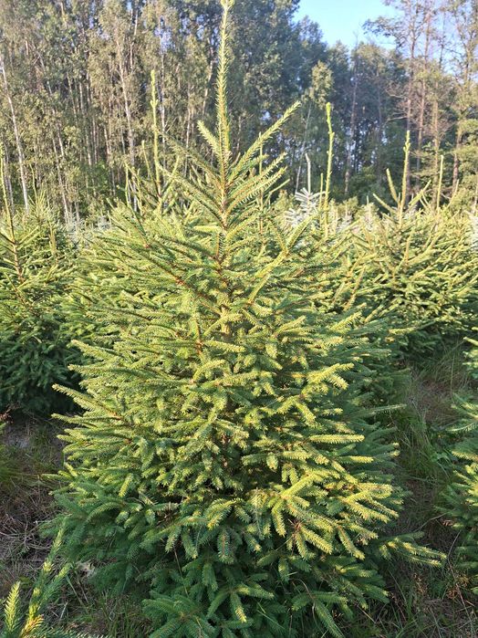 Choinki bożonarodzeniowe, plantacja