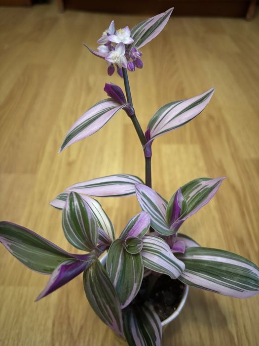 Традесканції ,оксаліс