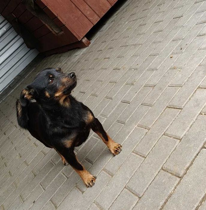 Erna- przerażona mała kruszynka ADOPCJA