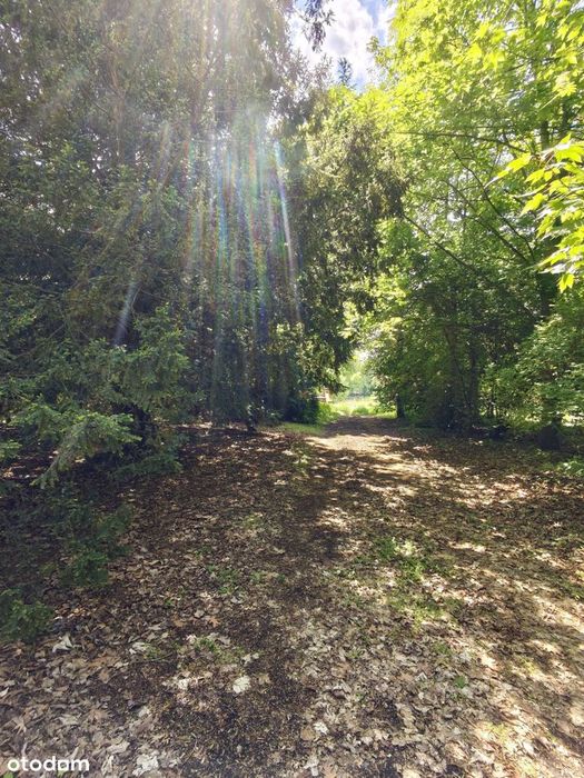 dwór park dworek jeziorko wyspa Popowo Kościelne gm. Mieścisko 5ha