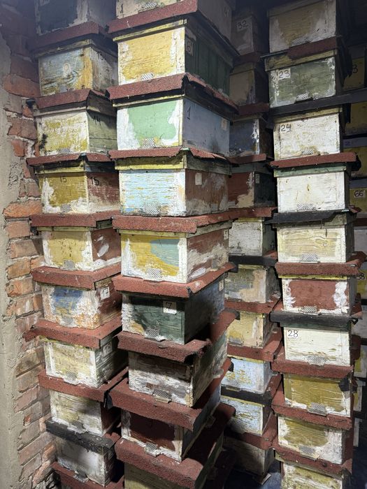 Нуклеуси для бджоломаток (чотирьохмісні)