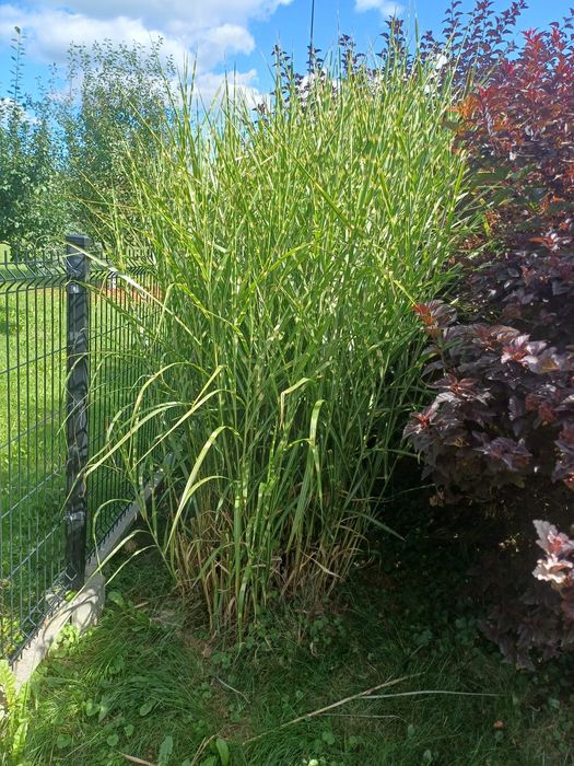 Sadzonki ozdobnej trawy ,,Zibrinus"