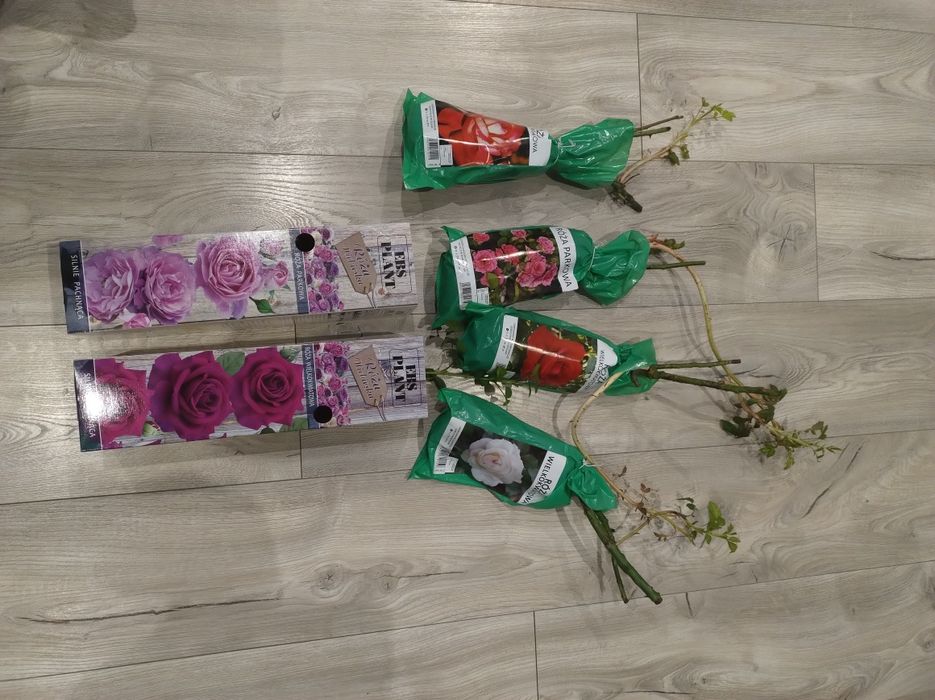 Sadzonki róży różne kolory
