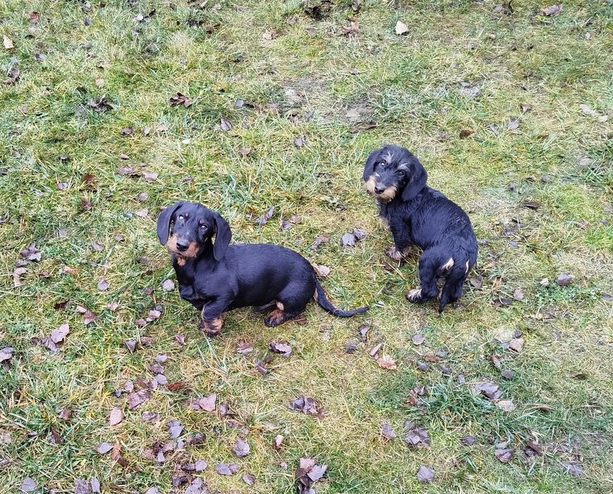 Такса жорсткошерстна