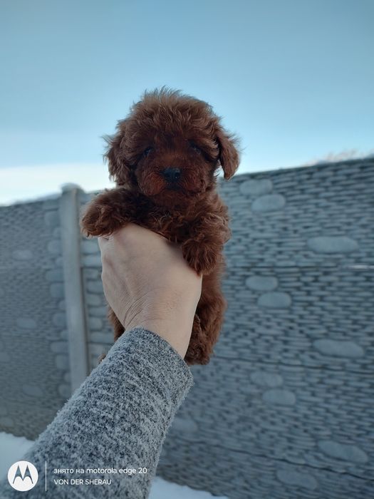 Ексклюзивна дівчинка мальтіпу, Тікап