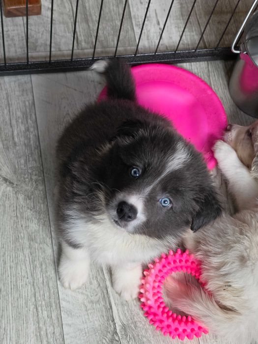 Piesek Border Collie niebiesko-biały