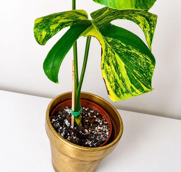 Minstera aurea mint