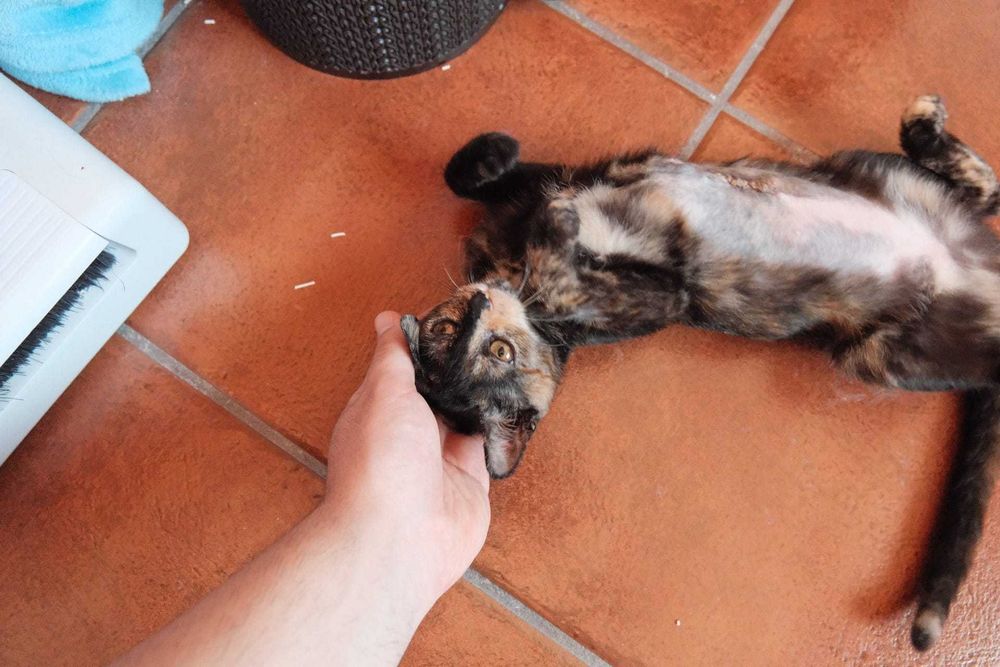 Gatinha para adoção responsável