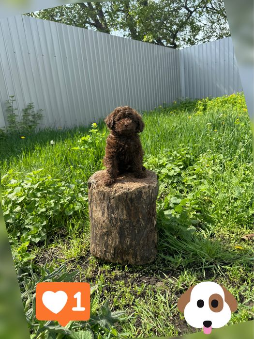 Дівчинка той пудель шоколадка