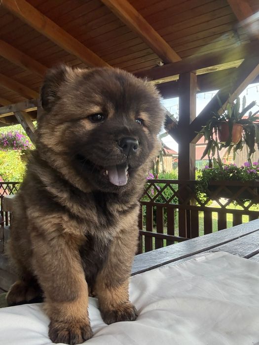 Chow chow suczka