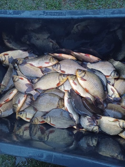 Karp 15cm-35cm . Lin , Amur ,Tołpyga , Karaś złoty.