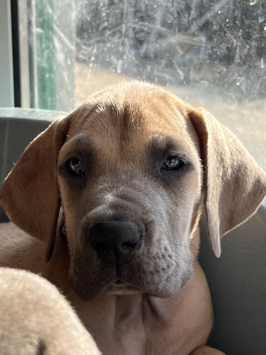 Dogue alemao Isabela