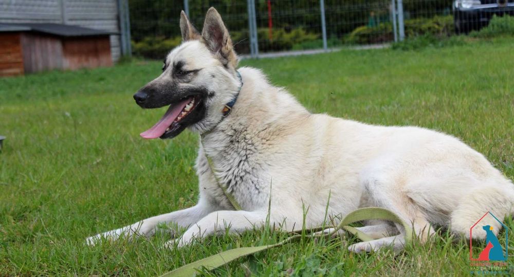 Piękny pies - wierny przyjaciel - do adopcji