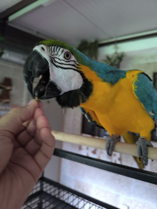 Arara Ararauna femea