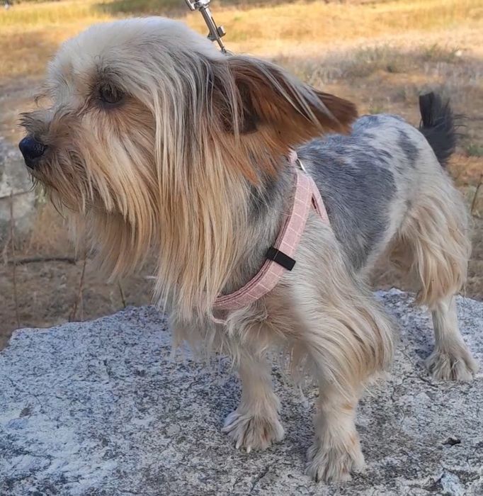 Йорк мрамор.Вязка