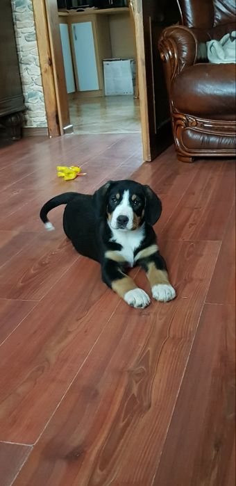 Entlebucher Sennenchund FCI