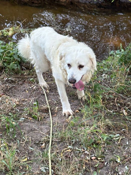 Bella do adopcji Schronisko Sokolow Podl