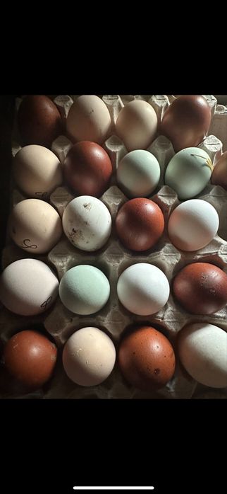 Інкубаційне яйце гріз бар