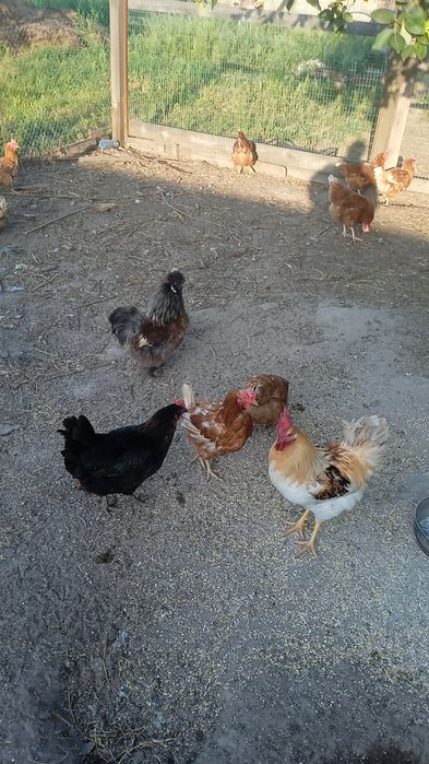 Кури несушки та 3 на м'ясо. І півні один з чорним м'ясом.