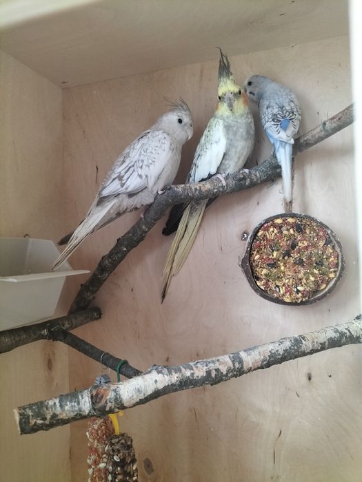 Papugi nimfy plus falista