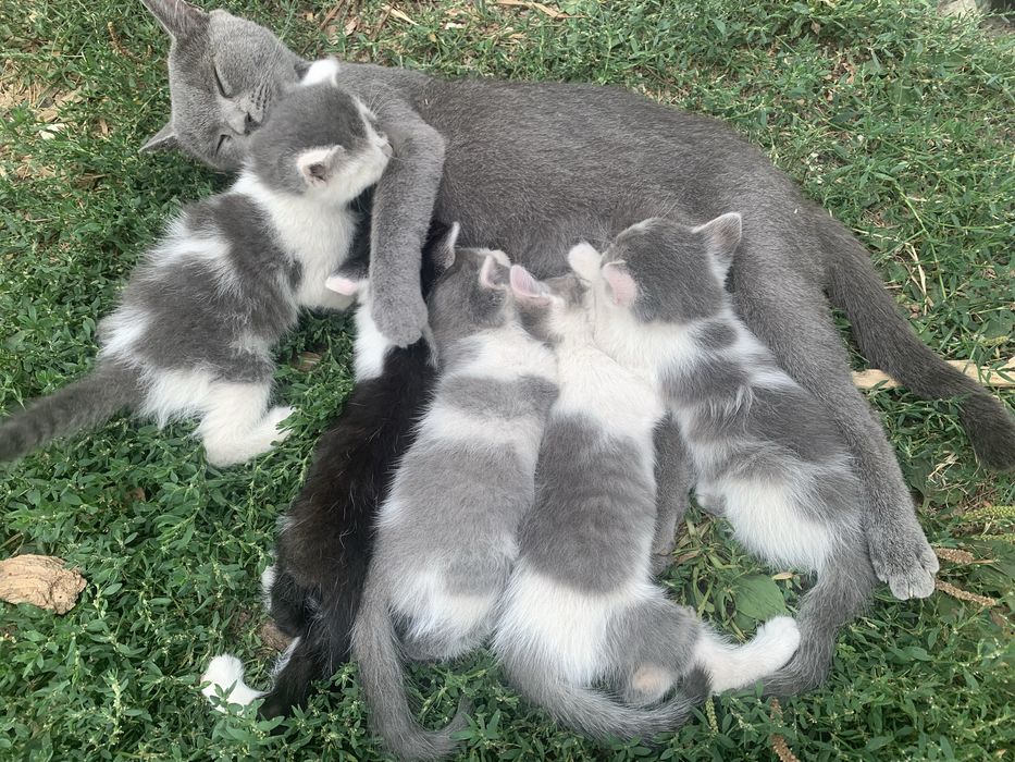 Кошенята безкоштовно