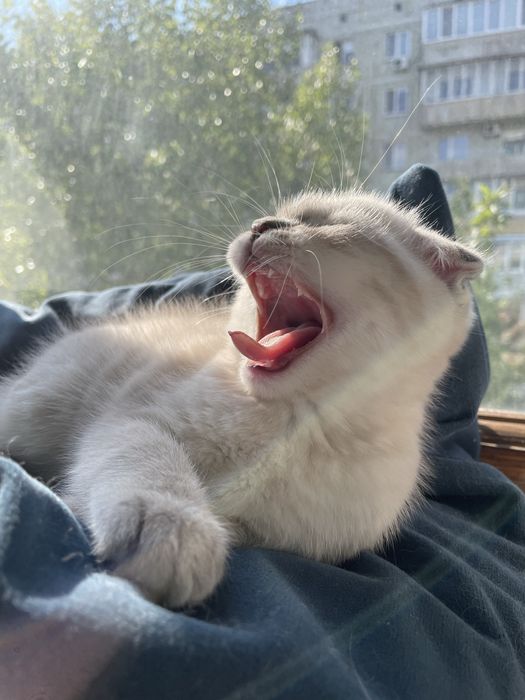Висловухі шотландські кошенята Blue Lynx Point