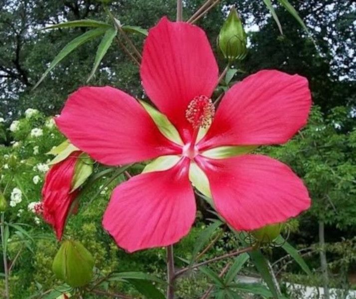 KETMIA BYLINOWA Coccineus KRWISTA - sadzonki w doniczkach!!!