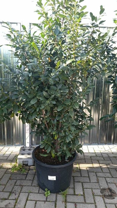 Laurowiśnia wschodnia Diana 160cm