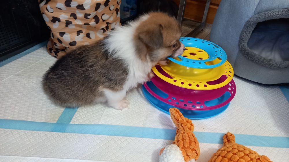 Piesek Welsh Corgi Pembroke po rodzicach FCI