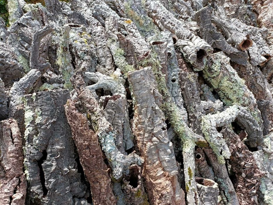 Tubos de cortiça 100% natural – Ideal para terrários e decoração