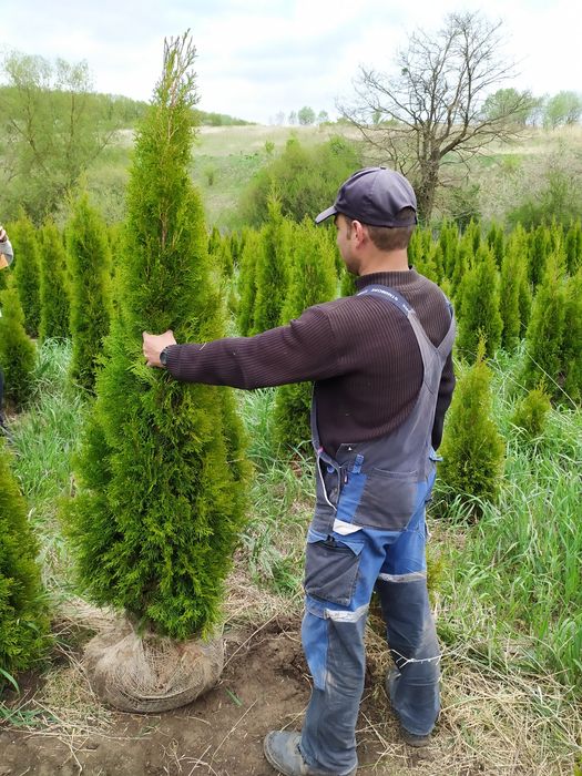 Туя смарагд, туя колоновидна золотиста, пірамідальна, куляста