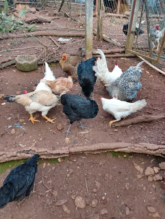 Dispenso trios a iniciar postura em breve: Malines, B. Perdiz, Jersey.