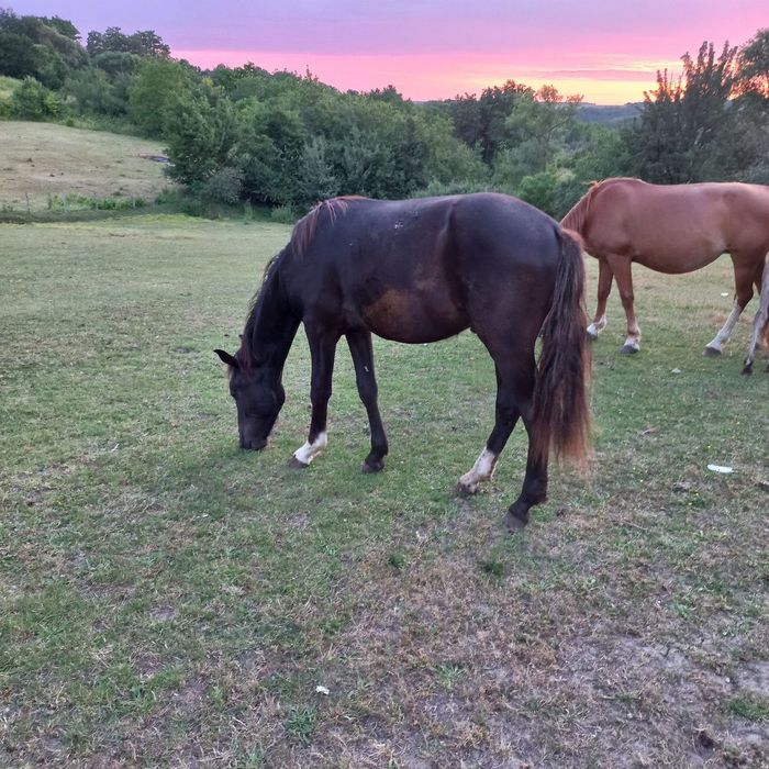 Продам жеребця, молоді коні
