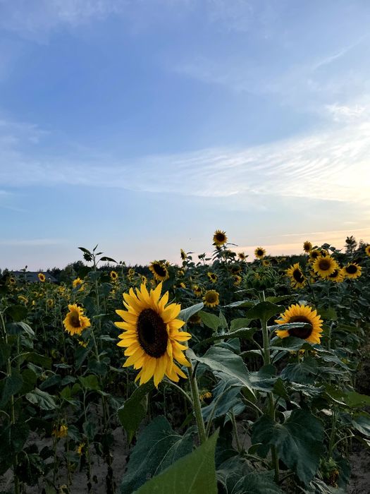 Świeta!!!Domek drewniany z kominkiem; Sauna; Jaccuzi