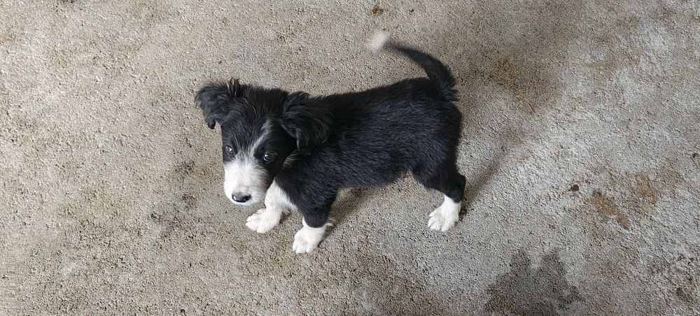 Border collie fêmea pura