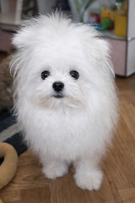 Малыш миник снежок