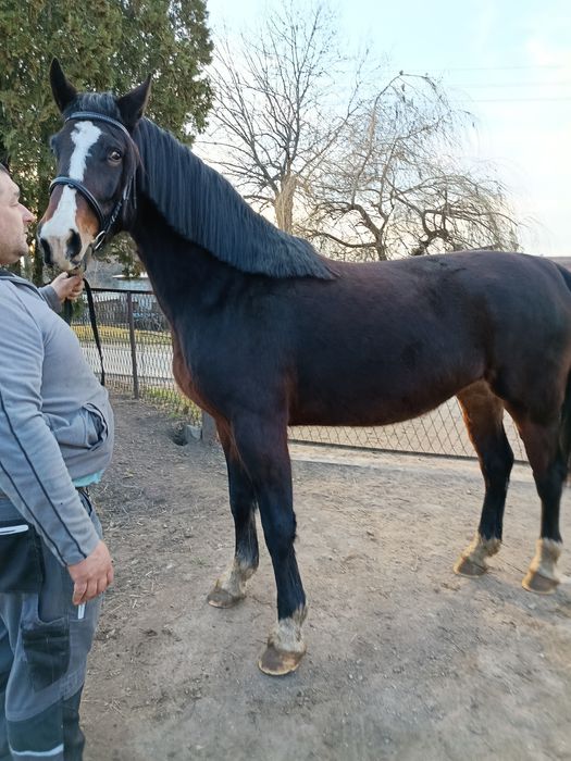 Klacz Śląska malowana Fortuna (GI)