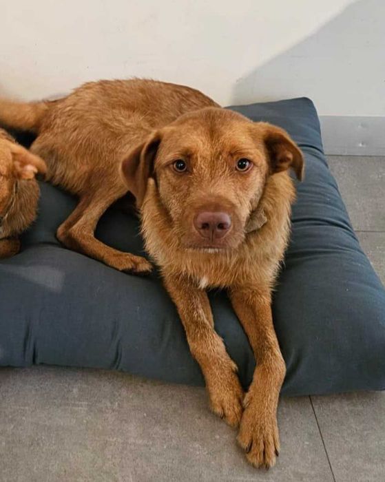 Cão com cerca de 1 ano para adoção responsável
