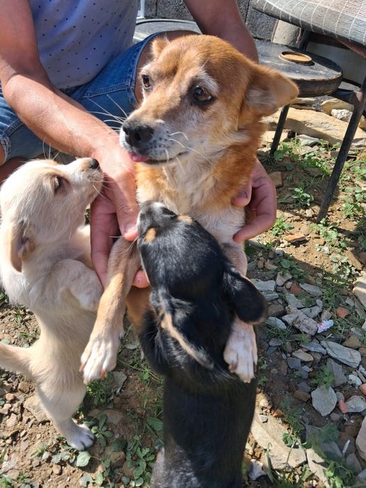 Cachorros porte pequeno