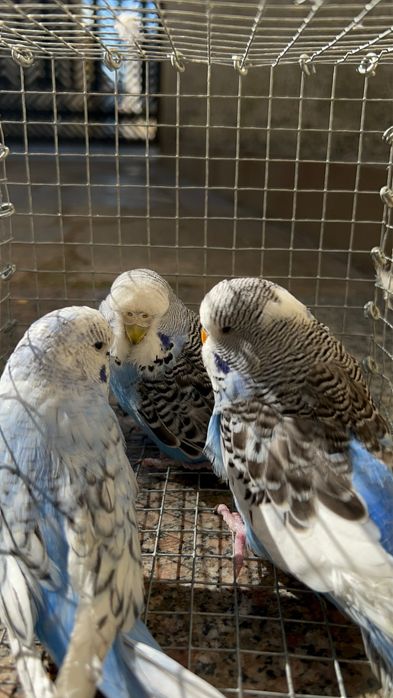 Perquitos Ingles varias mutações