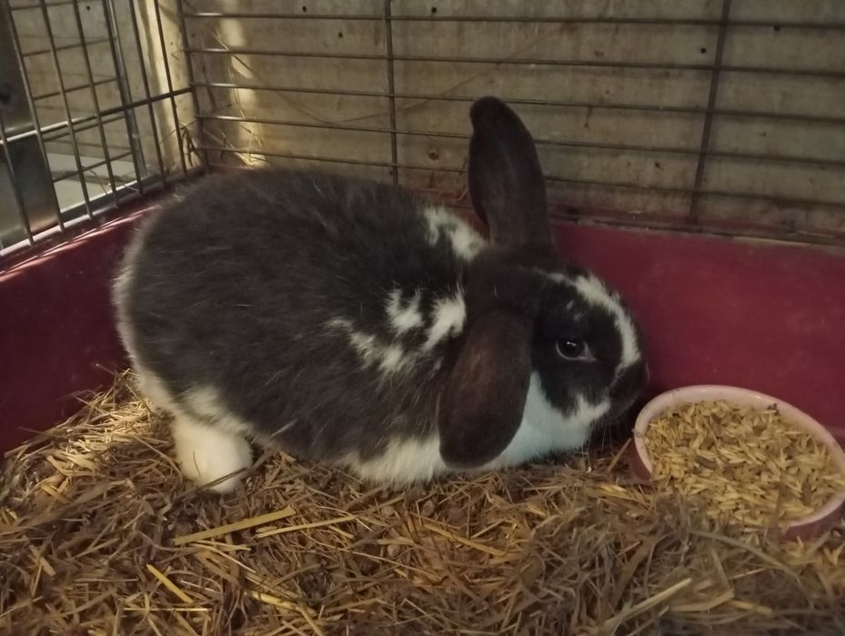 Króliki baranki miniaturki